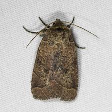 Image result for Orthopichonia seretii