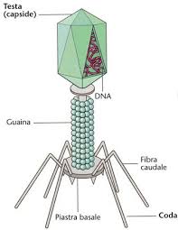 Ncbi virus is a community portal for viral sequence data from refseq, genbank and other ncbi. Ihmc Public Cmaps 2