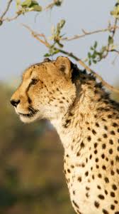 82 Animal Wallpaper Iphone Android Ideas Animal Wallpaper Animals Cute Animals