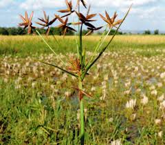 Image result for Pycreus mundtii