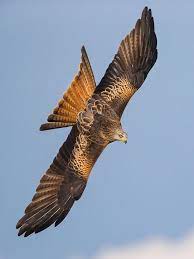 How To Photograph Red Kites Red Kite Wildlife Photography Wildlife Photos