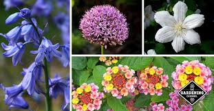 Common and easy to grow types. List Of Flower Names From A To Z Gardening Channel