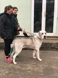 About press copyright contact us creators advertise developers terms privacy policy & safety how youtube works test new features press copyright contact us creators. Urgent Central Asian Shepherd Dog Prince In Kennels Newport German Shepherd D