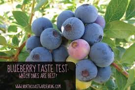 Blueberries Which Ones Taste Best North Coast Gardening