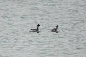 What kind of dove is this? Arizona Sonora Desert Museum November 2024