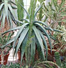 Want to know how you can turn it into medicinal creams, conditioners and food? Aloe Vera Plants Have Countless Medical Benefits