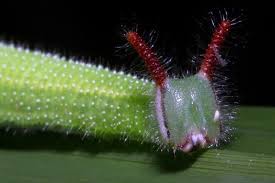 Black And White Striped Caterpillar With Orange Head Caterpillar Insects Beautiful Butterflies Caterpillar