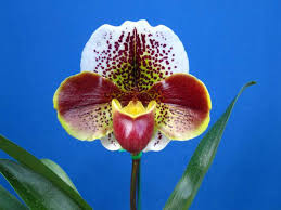 Piante da appartamento orchidea all'occhiello fiore cura. Un Fiore Che Sembra Un Orchidea Un Nome E Una Foto Varieta Di Orchidee Fiori Insoliti