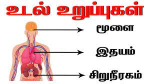 à®®à®© à®¤ à®‰à®Ÿà®² à®‰à®± à®ª à®ª à®•à®³ Learn Body Parts Name In Tamil Parts Of The Body In Tamil Udal Uruppugal Youtube