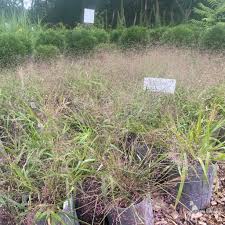 Image result for Eragrostis dinteri