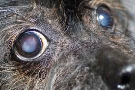 A los 80 años de edad, más de la mitad de las personas que viven en los estados unidos tiene cataratas o se ha sometido a una cirugía de cataratas. Cataratas En Perros Y Gatos Que Son Tipos Y Tratamiento