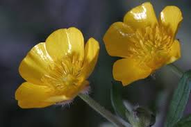 Ranunculus Repens Beautiful Flowers Flowers Ranunculus