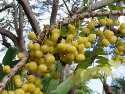 Image result for Phyllanthus engleri