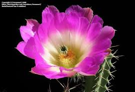 Image result for Combretum falcatum