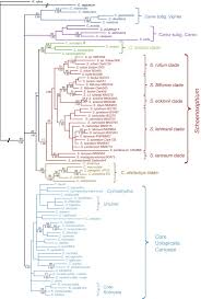 Image result for Schoenoxiphium sparteum