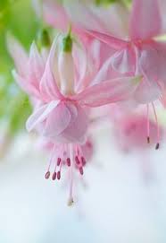 Risultati immagini per Naturaleza perfecta. Fuchsia.