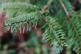 Fraser tree care is complete and total tree service operating in hamilton, stoney creek, grimsby and burlington area. How To Pick The Perfect Christmas Tree 10 Species And Care Tips This Old House