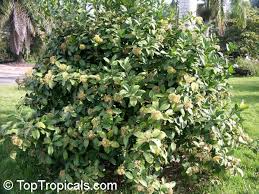Image result for Coptosperma