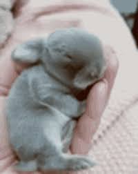 Try a dry bath first to get rid of messes before resorting to a wet bath. Baby Bunny Gifs Tenor
