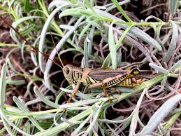 Get grasshoppers under control with these safe, natural methods. Grasshopper Control Tree Top Nursery Landscape Inc