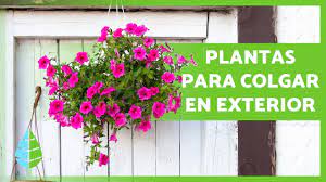 ¡prueba con plantas colgantes!estas ocuparán la menor superficie posible y podrás aprovechar al máximo tu pequeño balcón o terraza.si, por el contrario, tienes un patio amplio y crees que le hace falta un toque de color, las variedades colgantes también serán tus mejores aliadas. 10 Plantas Colgantes De Exterior De Sol Y De Sombra Youtube
