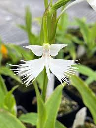 Image result for Habenaria arenaria