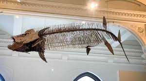 Here's a ferocious fossil fish for #FossilFriday: Xiphactinus audax. It  lived during the Late Cretaceous ~85 mil years ago. Xiphactinus & its  relatives were large predators with strong jaws & many teeth.