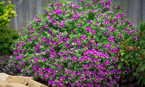 Image result for Polygala