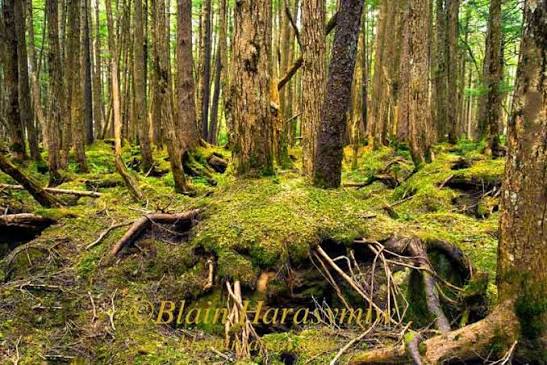 Aokigahara Jukai-The Sea of Trees - Blain Harasymiw Photography