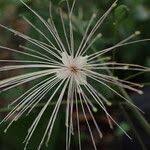 Image result for Maerua duchesnei