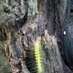 Get Outdoors Day Hike: Wildcat Hollow