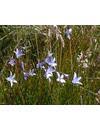 Espesye sa tanom nga bulak ang wahlenbergia ceracea.una ning gihulagway ni lothian. Plantnet Floraonline