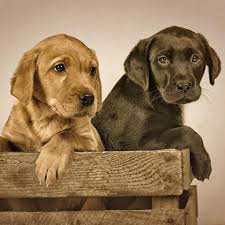 Hvalpe vil fortrinsvis blive solgt til jagt og hundesport. Kennel Lene Home Facebook