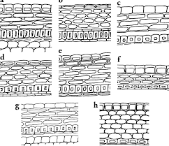 Image result for Putterlickia verrucosa