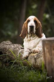 Canil Pan Clan Basset Hound Hound Puppies Hound Dog Bassett Hound