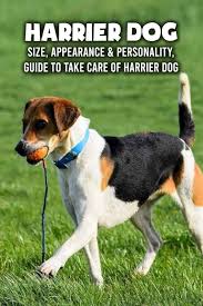 Image result for Harrier dog