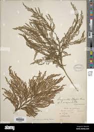 Image result for Selaginella goudotiana