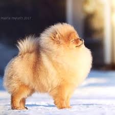 Pomeranian Fever Sur Instagram Looking For Original Pom Products Click The Link In My Profile To Find In 2020 Cute Baby Dogs Cute Baby Animals Cute Funny Animals