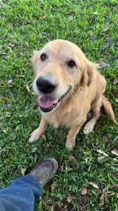 Is this anyone's dog, was in my back yard this evening when I got home from  work! Near Charleston st.