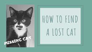 If your cat is missing, try not to worry. What To Do If Your Cat Goes Missing How To Find A Lost Cat Youtube