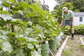 1 feature plant for each bucket. Tomatoes Grow Them In Buckets To Improve Soil Reduce Problems And Increase Harvests Daily Press