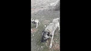 Kangaltv Adli Kullanicinin Kangal Dogs And Woman Kangal Kopegi Ve Kadin Panosundaki Pin Kangal Kopegi Pitbull Akbas