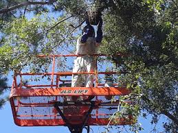 Check spelling or type a new query. How To Get A Free Bee Removal Eco Bee Removal