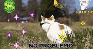 Romy Gif Find Share On Giphy Cat Gif Funny Cats Funny Cat Videos