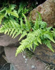 Image result for Vittaria reekmansii