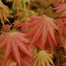 At last we have some of this phenomenal cultivar of japanese shirasawa's maple. Acer Shirasawanum Autumn Moon Autumn Moon Japanese Maple From Prides Corner Farms