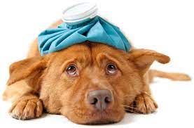 If you're not sure whether what your dog has been exposed to is poisonous or not, it's best to err on the side of caution and call up the vet anyway, as they'd much rather answer a silly question than have you come in with a severely sick dog. How To Tell If Your Dog Is Sick