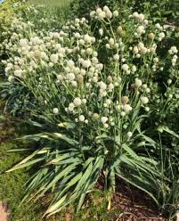 Maybe you would like to learn more about one of these? Oklahoma Proven Plant Selections For Oklahoma Oklahoma State University
