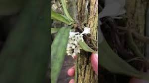 Image result for Diaphananthe pellucida