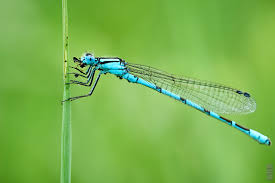 Image result for Cyperus longicarpus